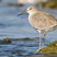 Willet